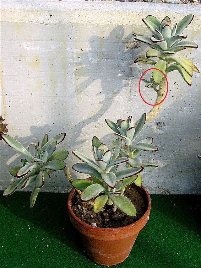 Kalanchoe tomentosa 